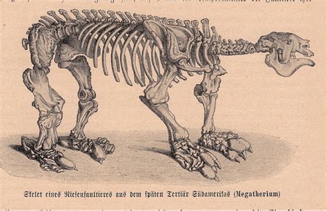 C. 1900 MEGATHERIUM SKELETON LITHOGRAPH original antique | Etsy