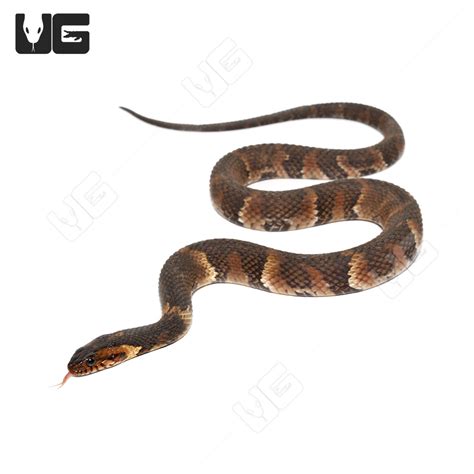 Yearling Broad Banded Water Snakes For Sale - Underground Reptiles