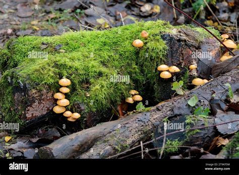 Sulphur Tuft Fungi Fungus Hypholoma Fasciculare Sulphur Yellow Caps