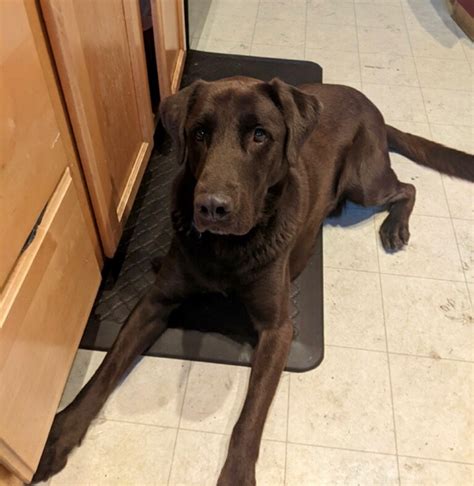 Oso Lying Down New Monterey Bay Lab Rescue