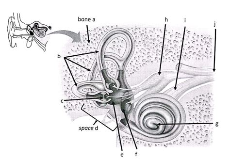 Inner Ear Anatomy Diagram | Quizlet