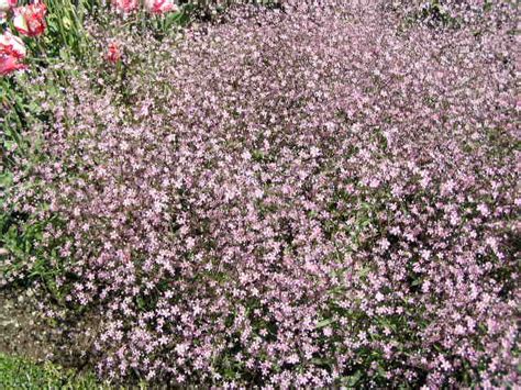 Gypsophila Elegans Pink Seeds