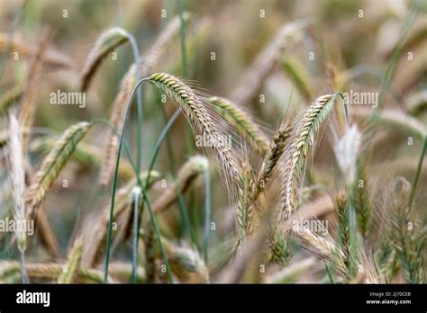 Rye In The Field Agricultural Crops Of Grain Rye Ears With Grain A