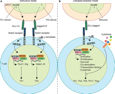 Frontiers Notch Signaling In T Helper Cell Subsets Instructor Or