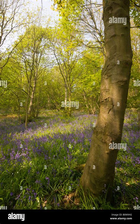 Deciduous Woods Hi Res Stock Photography And Images Alamy