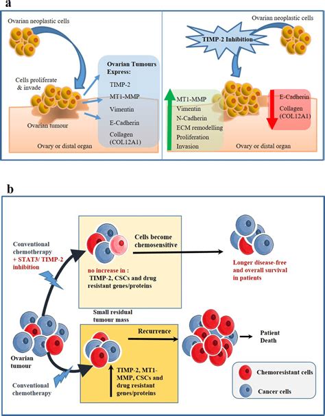 Proposed Model Of Timp 2 Inhibition In Ovarian Cancer Cells A Effect