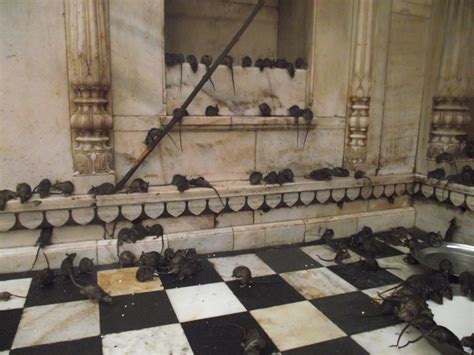 Karni Mata The Hindu Temple Devoted To Rats Indian Excursions Co