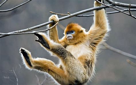 Hd Wallpaper Monkeys Golden Snub Nosed Monkey Wallpaper Flare