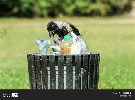 Picture Hungry Crow Image And Photo Free Trial Bigstock