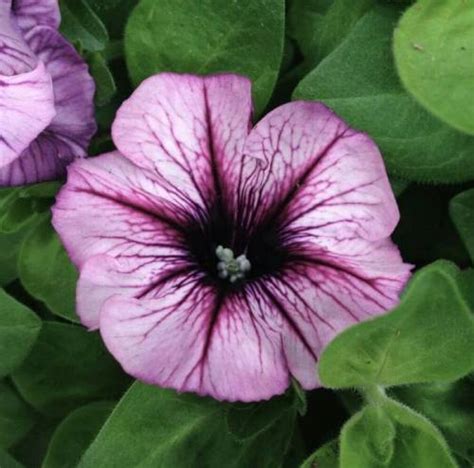 Petunias Cuidados De Esta Planta En El Jardín O En Maceta