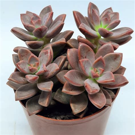 SP Garden Center Suculenta Sedum Bronze