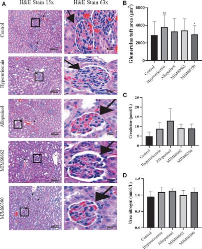 Probiotic Characterization Of Lactobacillus Brevis Mjm And In Vivo