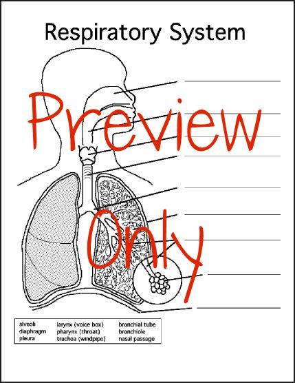 Respiratory System - Blank Diagram - My Teaching Library ...