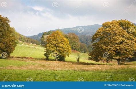 English Countryside, Lake District Stock Image - Image of environment ...