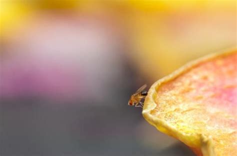 Fruit Fly Sperm Makes Females Do Housework After Sex Earth Changes Sott Net