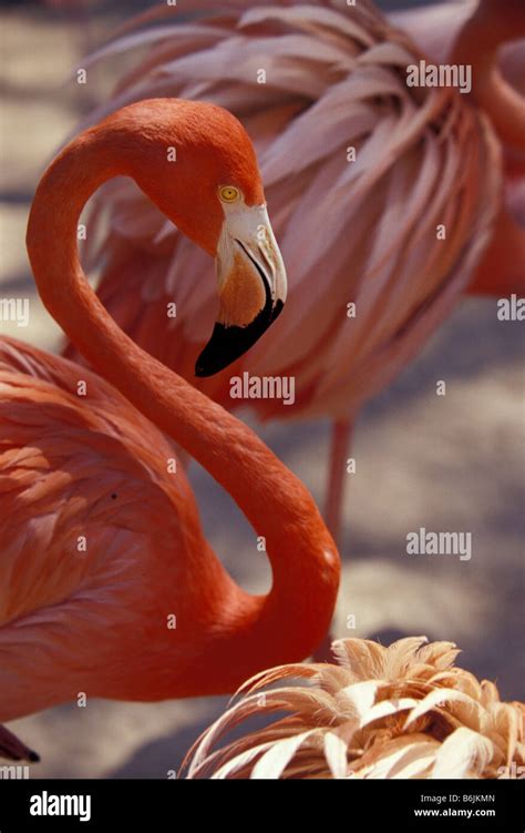 Caribbean Bahamas Nassau Pink Flamingo Ardastra Gardens And Zoo