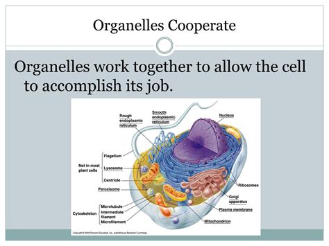 Ppt Cell Organelles Powerpoint Presentation Free Download Id8159415