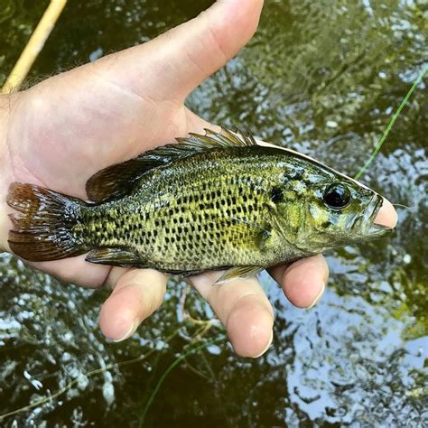 Rock Bass Panfish Fish Warm Water