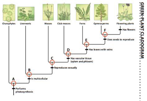 42 cladogram practice worksheet answers - Worksheet Was Here