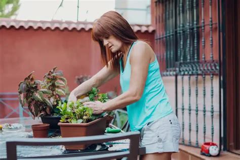 Is Mulching Your Potted Plants Obligatory Heres How To Properly