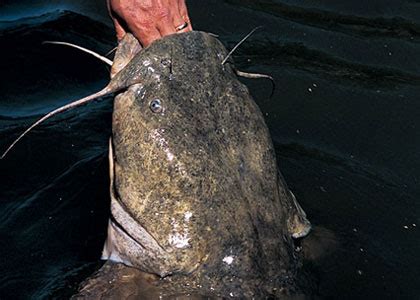 river catfish companion  fisherman