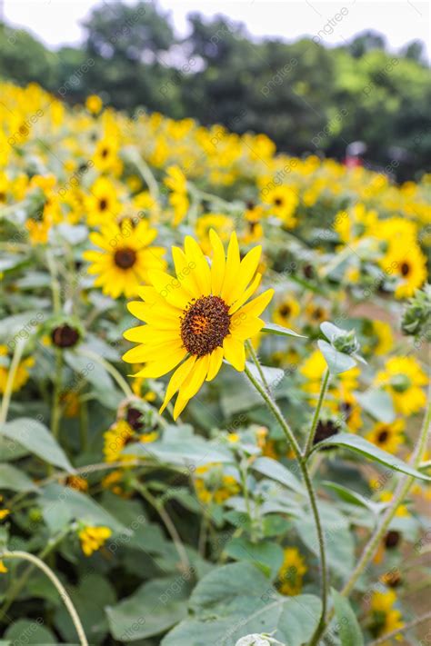 Sunflower Petals Flowers Photography Illustration Plant Background And Picture For Free Download ...