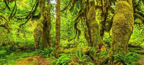 Explore Olympic National Park Washington State