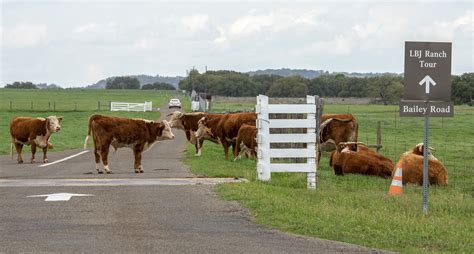 Dig14669 012 A Cattle Stop At The Cattle Guard On The To Flickr