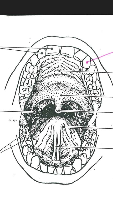 Oral Cavity Diagram Diagram Quizlet