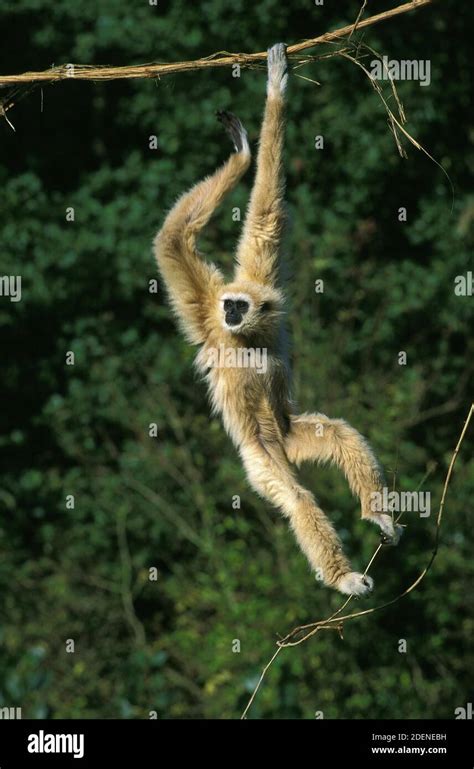 White Handed Gibbon Hylobates Lar Female Hanging From Liana Stock