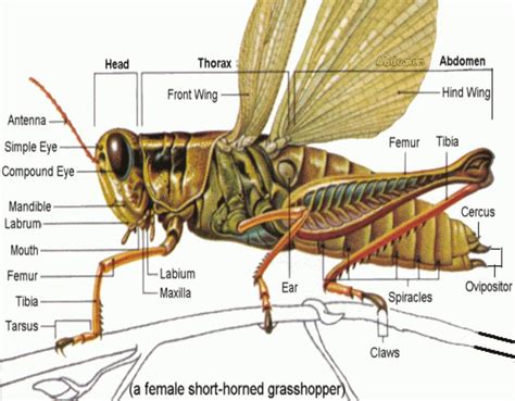 Grasshopper Diagram