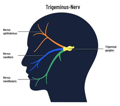 Trigeminusschmerzen Ursachen Symptome And Behandlungsmöglichkeiten