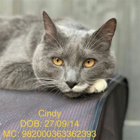 Cindy Female Russian Blue Mix Cat In Vic Petrescue