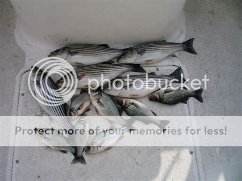 Badin Lake Fishing Nc Angler Forums