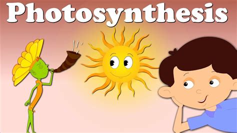 Photosynthesis Animation For Kids