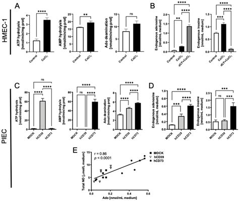 CoCl2 Mimicked Hypoxia Upregulated Extracellular Nucleotide Hydrolysis