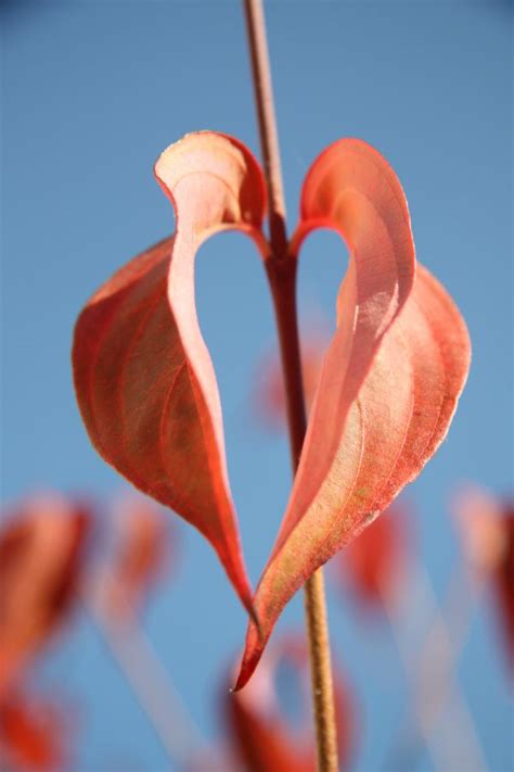 Free Images Blossom Leaf Flower Petal Bloom Red Botany Flora