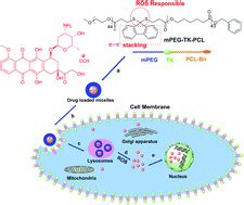 A ROS responsive polymeric micelle with a π conjugated thioketal moiety