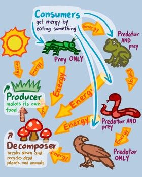 Parts Of A Plant Ecosystem Food Chain Invasive Species Anchor Charts