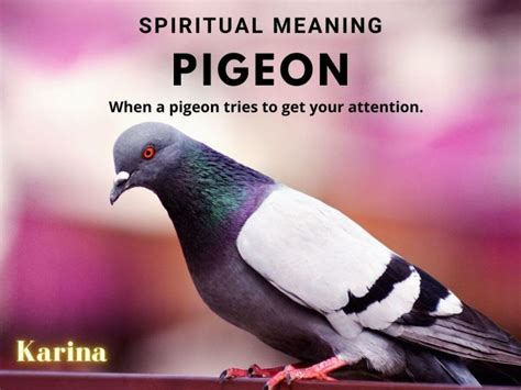 Spiritual Meaning Of Pigeons Symbolism Karinastarot