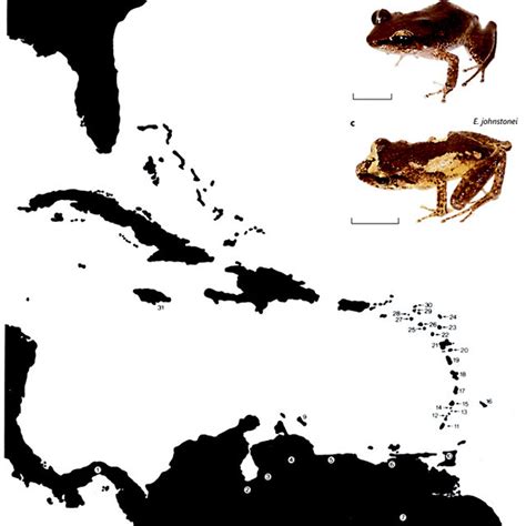 A Map Of The Caribbean Sea With Confirmed Presence Of Download Scientific Diagram