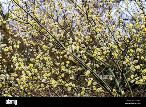 Pussy Willow Poster Stock Photo Alamy
