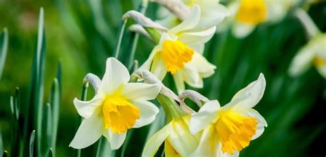 How To Propagate Daffodils Garden Bagan