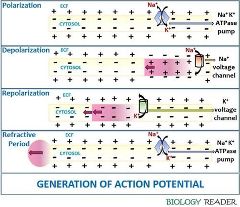 Steps Of Action Potential