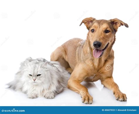 Persian Cat And Mixed Breed Dog Together Stock Photo Image 40607033