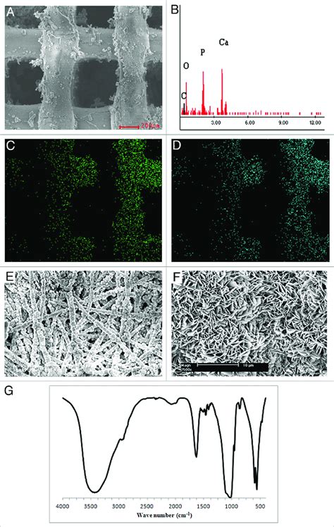 Calcium Phosphate Coated Rapid Prototyped Scaffolds Morphology And