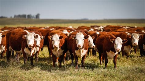 Observatório da Agropecuária lança painel dados sobre atividade