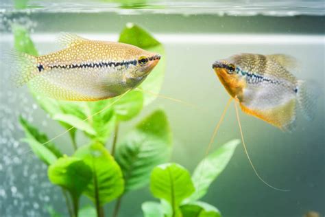 Soft Water Fish The Best Options For Your Aquarium