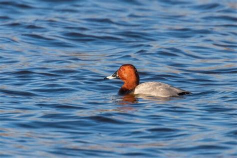 Macho De Pochard N Nadando En El Lago Aythya Ferina Foto Premium