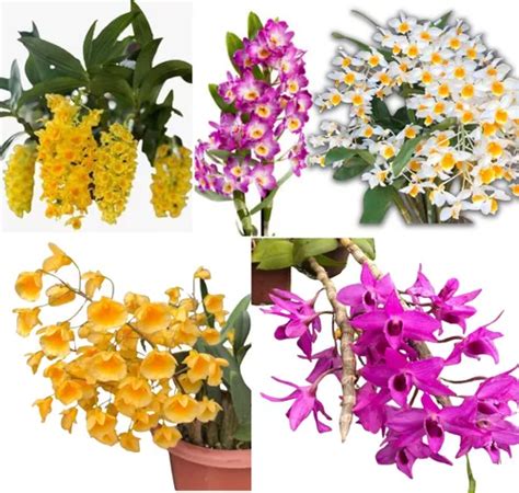 Kit Mudas Orquideas Dendrobium Esp Cies Para Colecionador